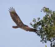 Turkey Vulture 8468